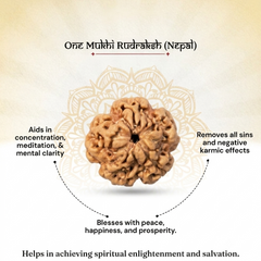 1 Mukhi Nepali Rudraksha Bead for Protection & Inner Peace