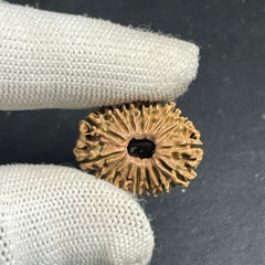 15 Mukhi Nepali Rudraksha for Healing, Love & Spiritual Growth
