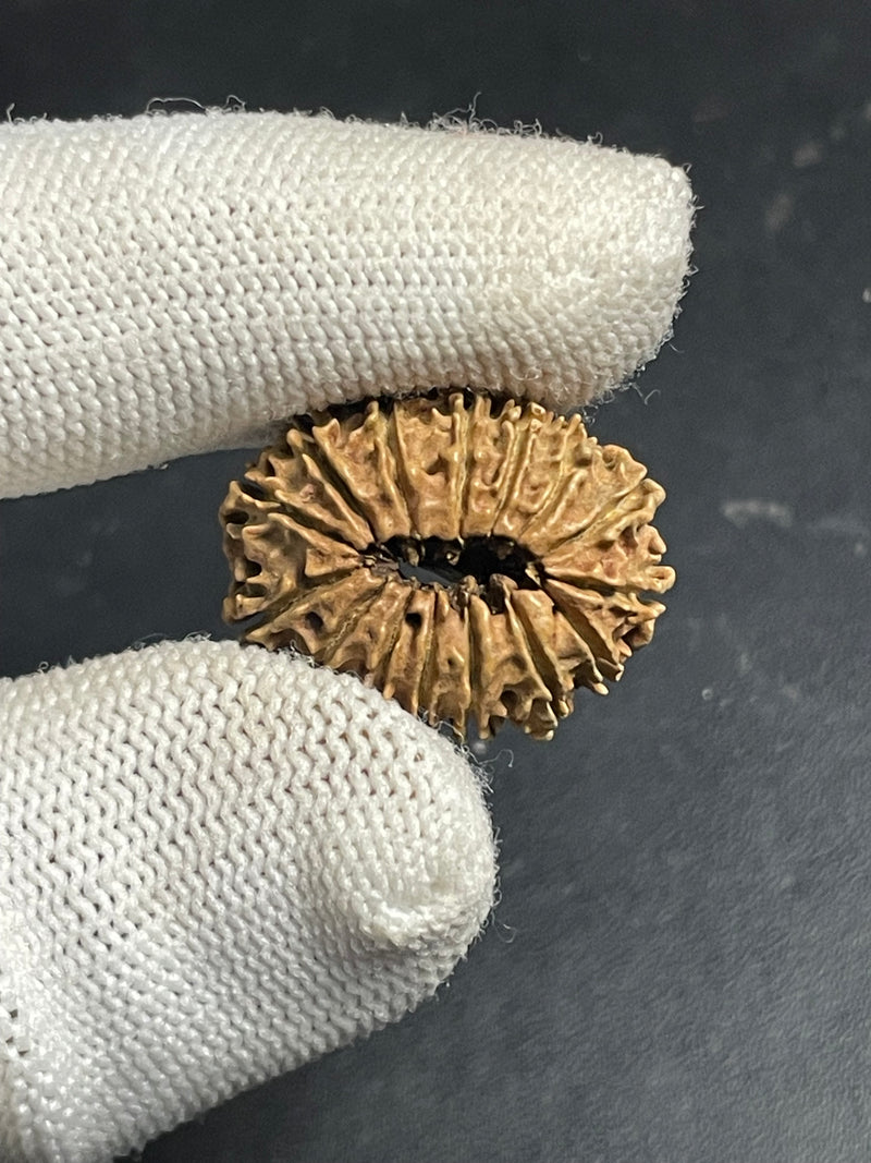 15 Mukhi Nepali Rudraksha for Healing, Love & Spiritual Growth
