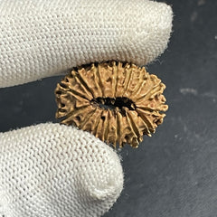 15 Mukhi Nepali Rudraksha for Healing, Love & Spiritual Growth