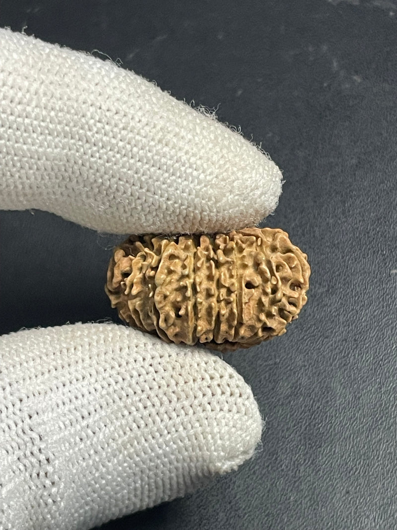 15 Mukhi Nepali Rudraksha for Healing, Love & Spiritual Growth