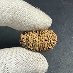 15 Mukhi Nepali Rudraksha for Healing, Love & Spiritual Growth