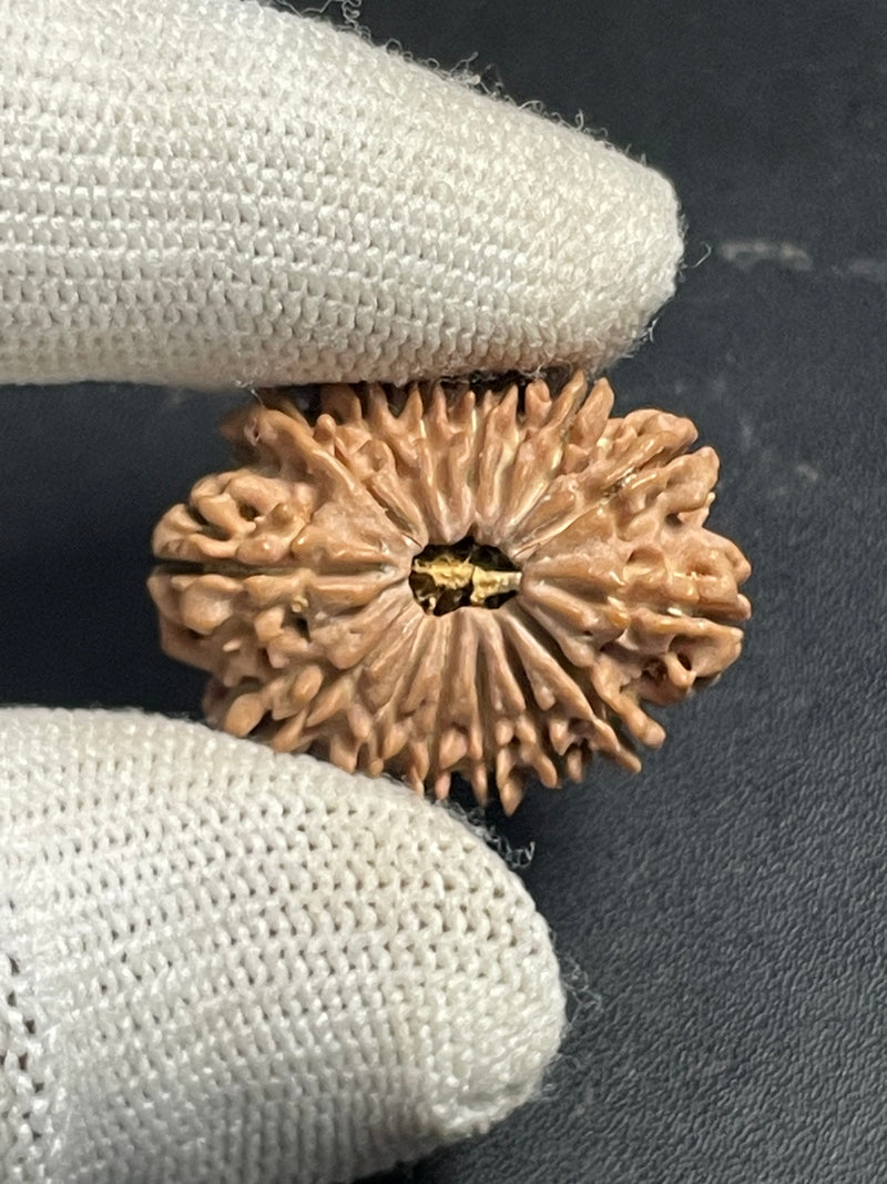 15 Mukhi Nepali Rudraksha for Healing, Love & Spiritual Growth