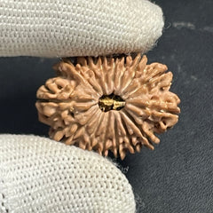 15 Mukhi Nepali Rudraksha for Healing, Love & Spiritual Growth