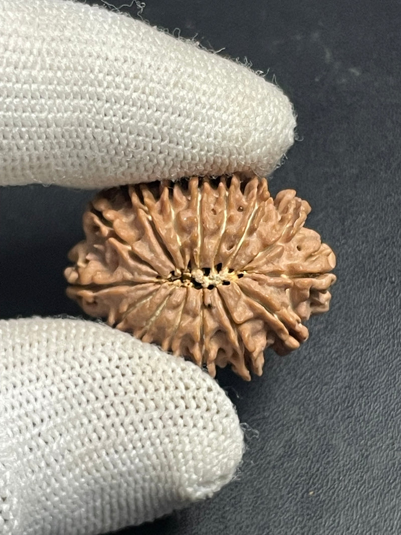 15 Mukhi Nepali Rudraksha for Healing, Love & Spiritual Growth
