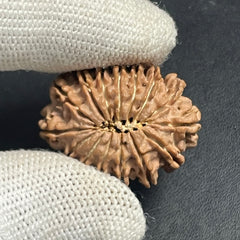 15 Mukhi Nepali Rudraksha for Healing, Love & Spiritual Growth