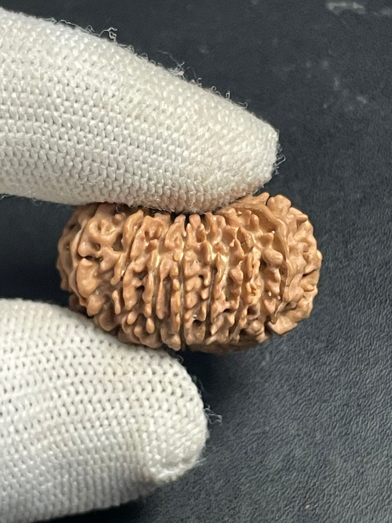 15 Mukhi Nepali Rudraksha for Healing, Love & Spiritual Growth