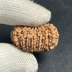 15 Mukhi Nepali Rudraksha for Healing, Love & Spiritual Growth