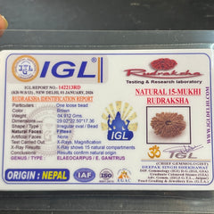 15 Mukhi Nepali Rudraksha for Healing, Love & Spiritual Growth