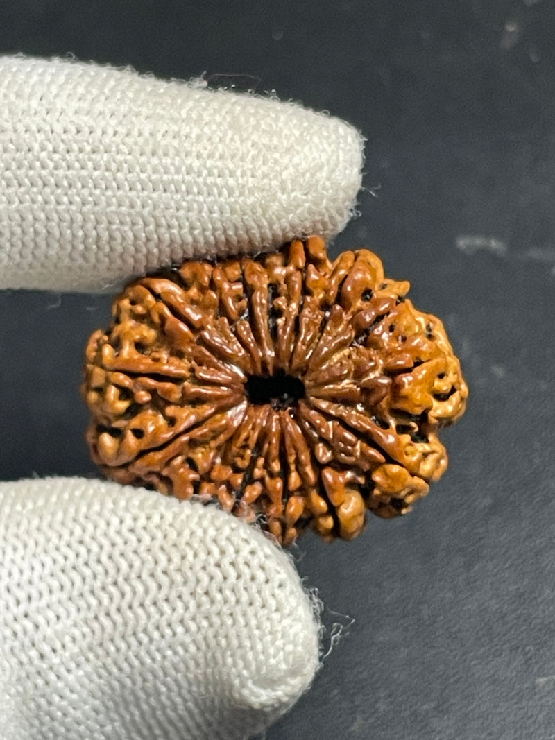 15 Mukhi Nepali Rudraksha for Healing, Love & Spiritual Growth