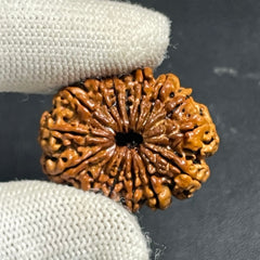 15 Mukhi Nepali Rudraksha for Healing, Love & Spiritual Growth