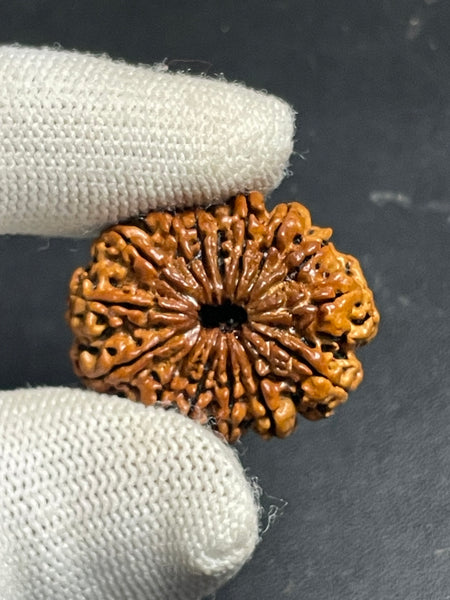 15 Mukhi Nepali Rudraksha for Healing, Love & Spiritual Growth