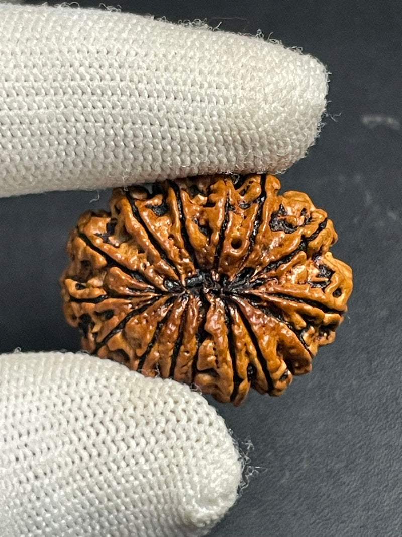 15 Mukhi Nepali Rudraksha for Healing, Love & Spiritual Growth