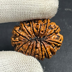 15 Mukhi Nepali Rudraksha for Healing, Love & Spiritual Growth