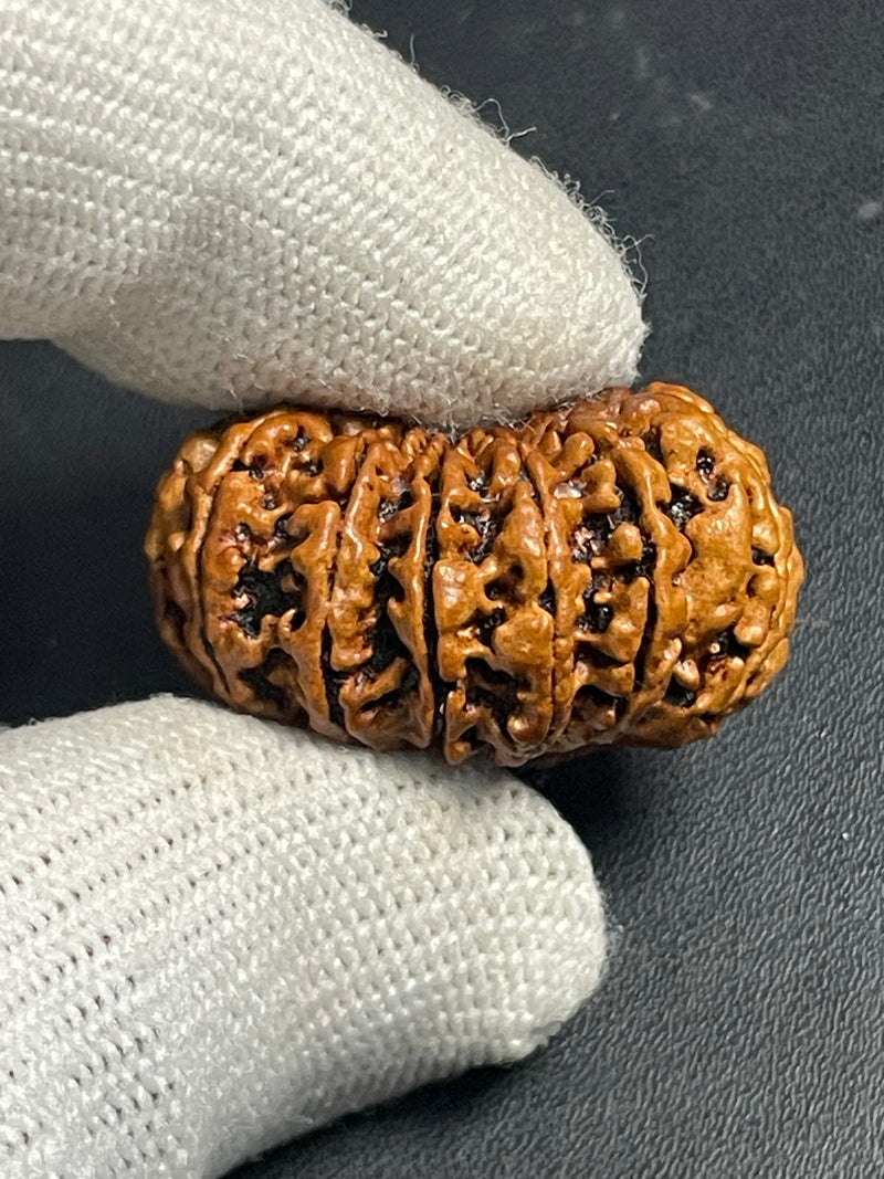 15 Mukhi Nepali Rudraksha for Healing, Love & Spiritual Growth