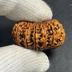 15 Mukhi Nepali Rudraksha for Healing, Love & Spiritual Growth