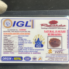 15 Mukhi Nepali Rudraksha for Healing, Love & Spiritual Growth