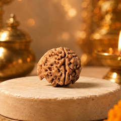 Ganesh Mukhi Nepali Rudraksha Bead GGTL Certified