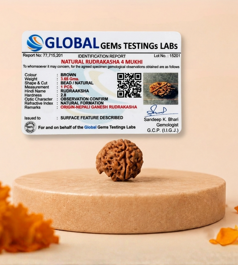 Ganesh Mukhi Nepali Rudraksha Bead GGTL Certified