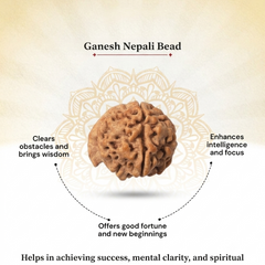 Ganesh Mukhi Nepali Rudraksha Bead GGTL Certified
