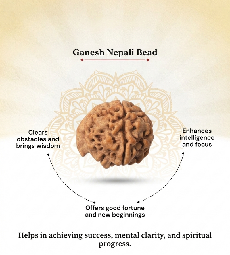 Ganesh Mukhi Nepali Rudraksha Bead GGTL Certified