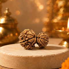 Garbh Gauri Nepali Rudraksha Bead GGTL Certified