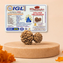 Garbh Gauri Nepali Rudraksha Bead GGTL Certified