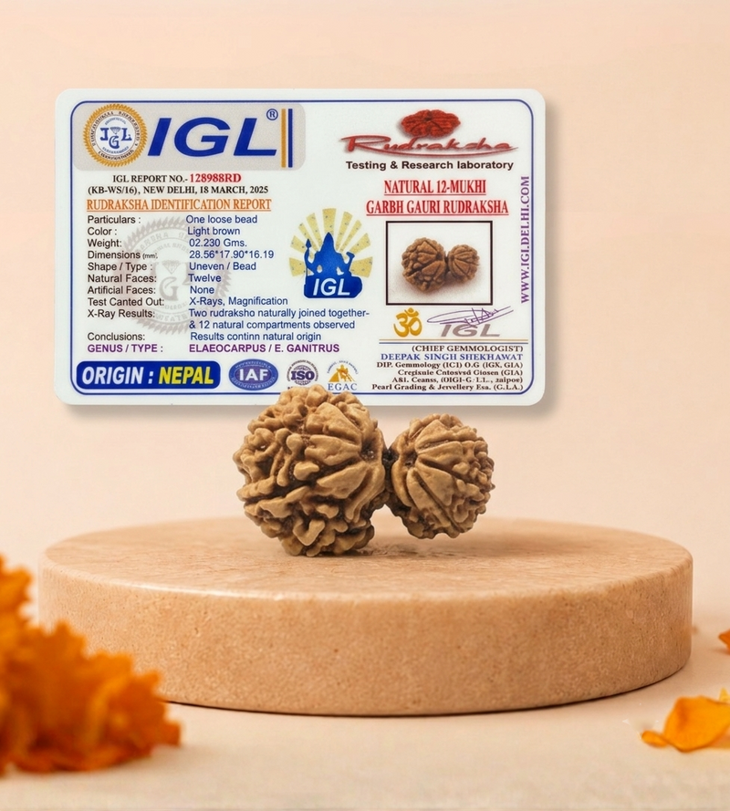 Garbh Gauri Nepali Rudraksha Bead GGTL Certified