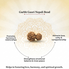 Garbh Gauri Nepali Rudraksha Bead GGTL Certified
