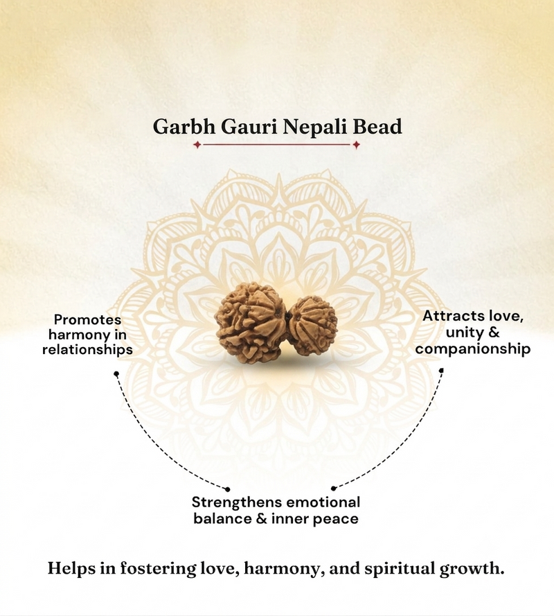 Garbh Gauri Nepali Rudraksha Bead GGTL Certified