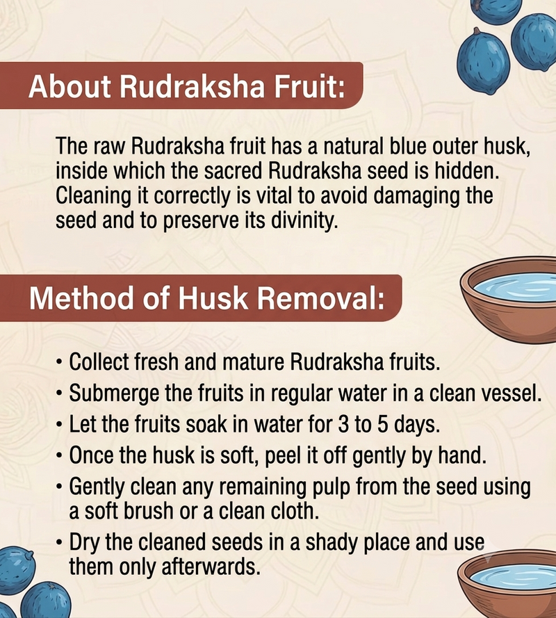 Nepal Mixed Rudraksh Fal Natural Mixed Mukhi Spiritual Beads