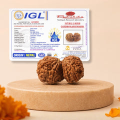Nepali Gauri Shankar Rudraksha for Harmony & Spiritual Growth