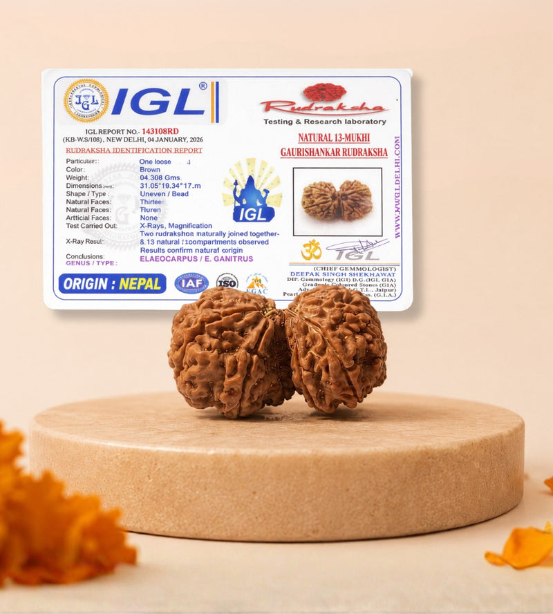 Nepali Gauri Shankar Rudraksha for Harmony & Spiritual Growth