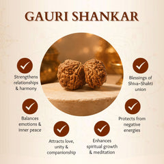 Nepali Gauri Shankar Rudraksha for Harmony & Spiritual Growth