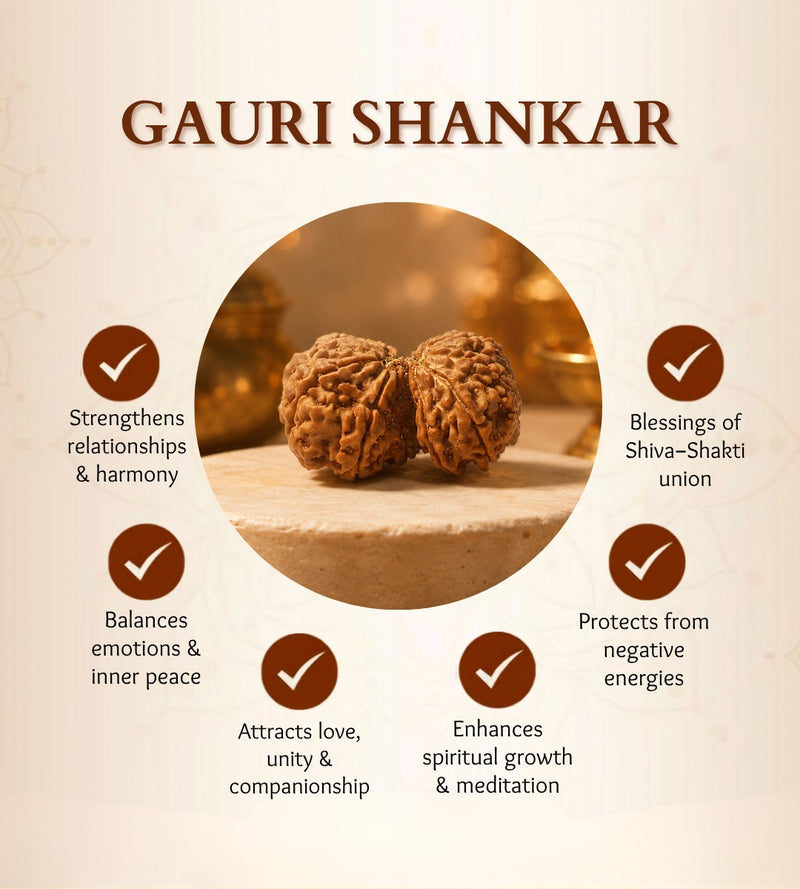 Nepali Gauri Shankar Rudraksha for Harmony & Spiritual Growth