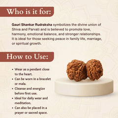Nepali Gauri Shankar Rudraksha for Harmony & Spiritual Growth
