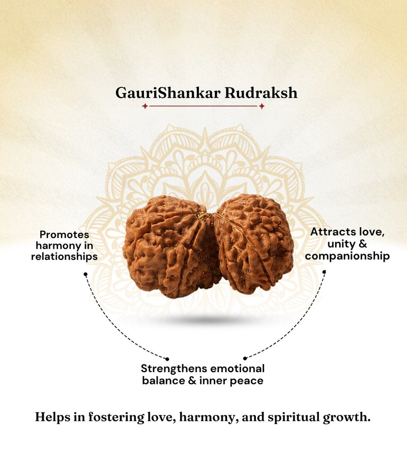 Nepali Gauri Shankar Rudraksha for Harmony & Spiritual Growth
